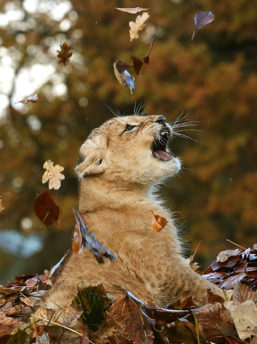 bunnylikearabbit: izzebeth: misha-let-me-touch-your-assbutt: grrlyman: Lion cub playing in leaves DO