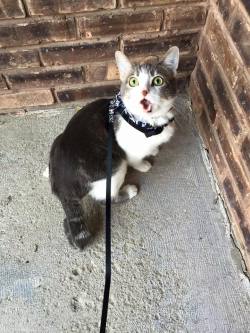 justdoitdaily-fitblr:  fscottfitzgerld:  my aunt took her indoor cat outside for the first time  omg  my cat : p