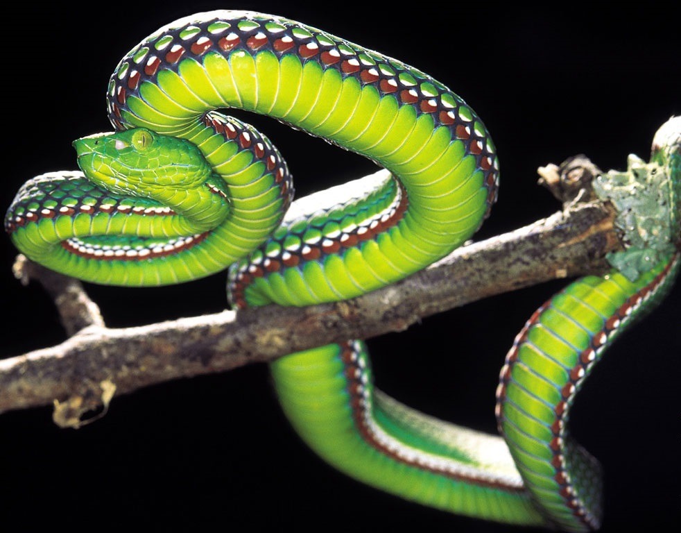 Deadly beauty (Vogel’s Pit Viper ~ nicknamed 100-Pace-Snake from a local belief