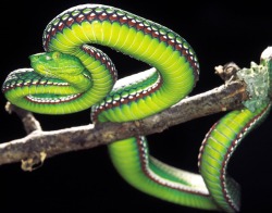 Deadly Beauty (Vogel’s Pit Viper ~ Nicknamed 100-Pace-Snake From A Local Belief