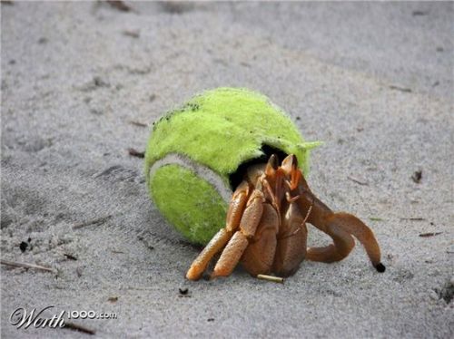 girlfriendsofthegalaxy: spectrometrie: experimental hermit crabs top right LEGO crab actually lives 