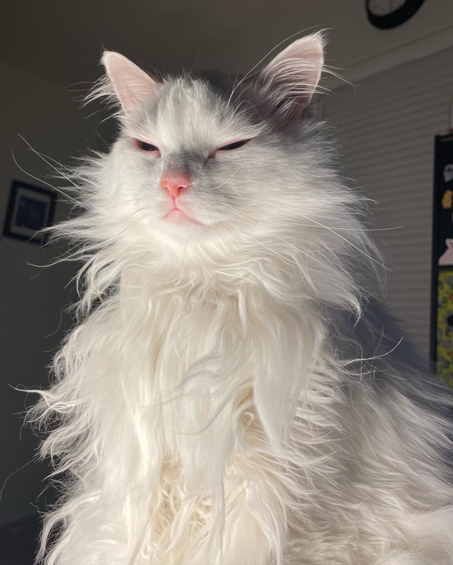 Thurston the white cat is shown squinty eyed after a nap. He looks completely bedraggled