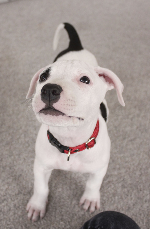 lsdzeppelin:  i was taking pictures of the new puppy  when i look out the window