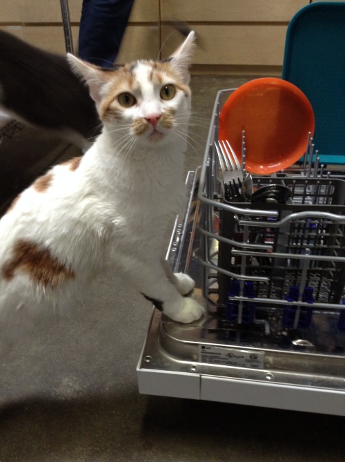 Need any help loading the dishwasher?