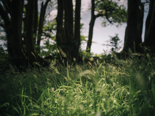 Protected woodland, West Bagborough Hasselblad X1D II 50C + XCD 45mmPhotographed by Freddie Ardley -