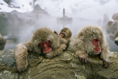 unrar:    Snow monkeys at an outdoor thermal hot springs in the mountains, Japan,