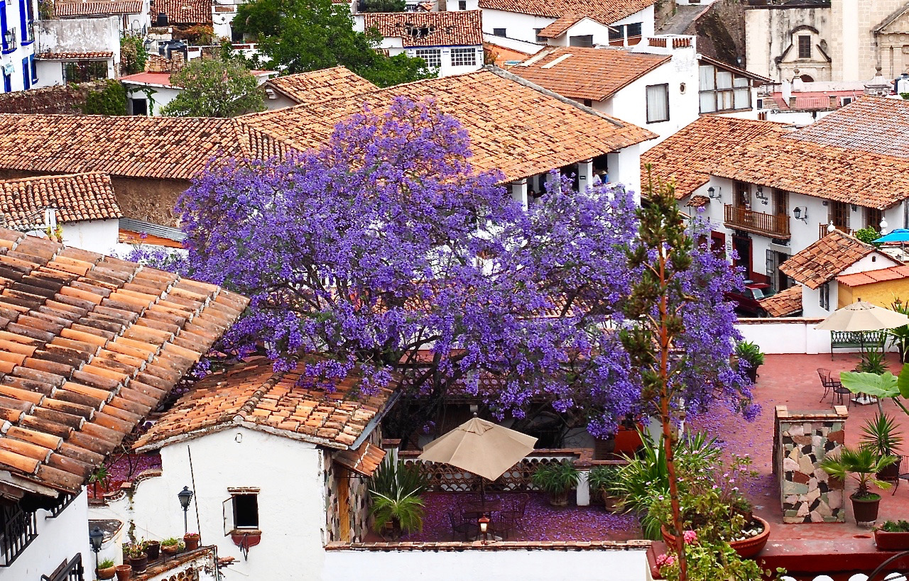 placetimemoment:  JACARANDAS TREE - TAXCO, MEXICO    The Jacarandas Tree blooms