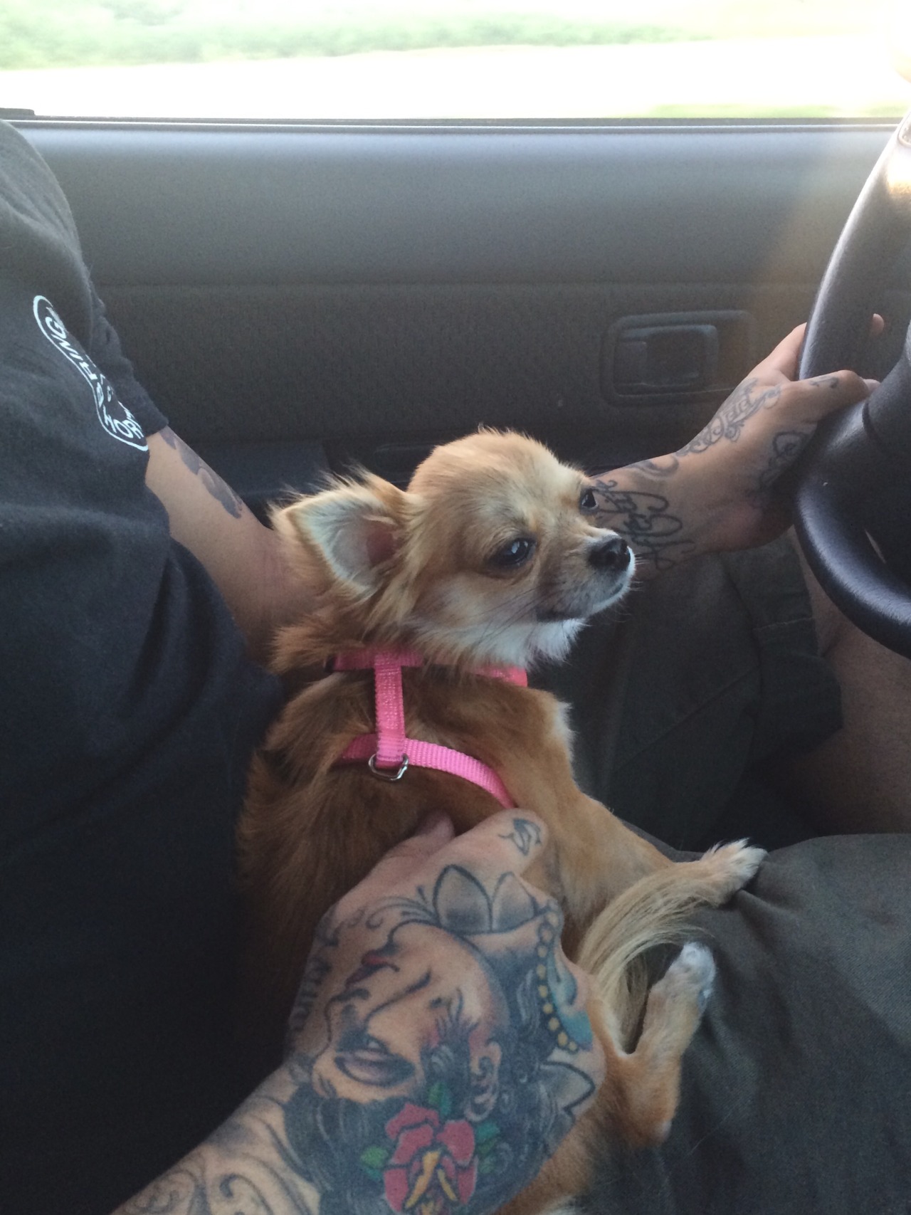 actualdogvines:  Sleepy car rides.. 🚗😴 Meet my little Winnie (named after Winifred