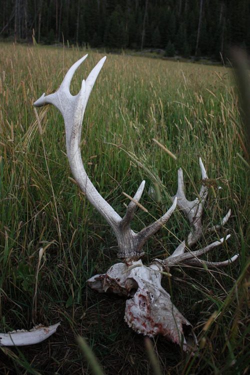 elk skull