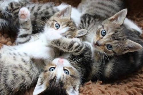 awwflycat