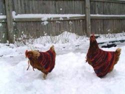 cazadordementes:  Gallinitas con rebozo dando su paseo matutino en el norte de Sonora durante la nevada del 2015. #SoloenMéxico.