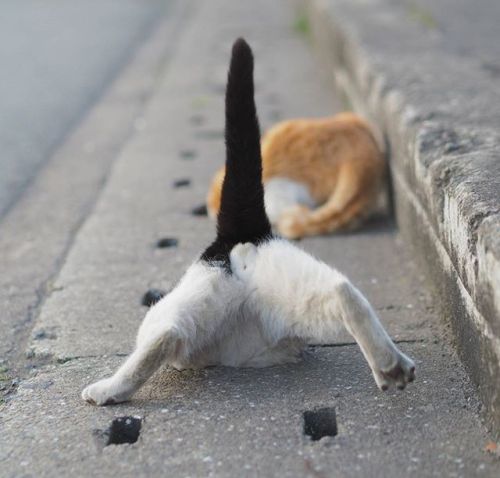 cybergata: Stray cats playing in Drain Pipe Holes by  Japanese photographer Nyan Kichi