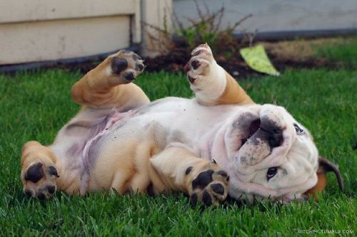 thecutestofthecute:The world needs more English Bulldog cuteness.