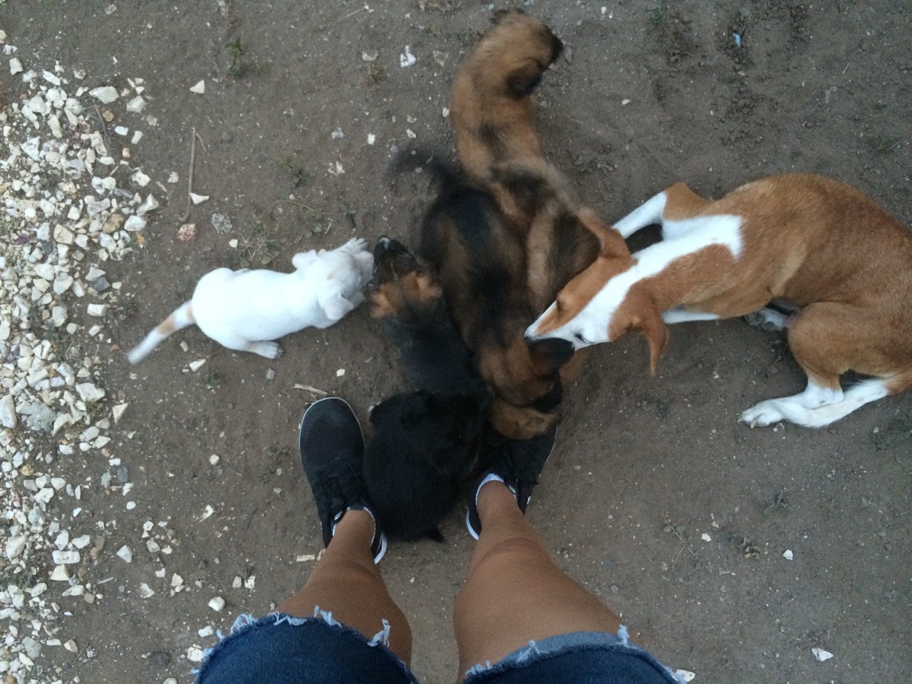 exxxmilitary:  I’m surrounded by dogs