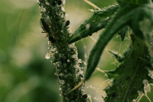 underthehedge: Some type of parasitic wasp, climbing over a herd of aphids on a thistle, antennae do