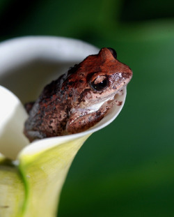 burning-soul:  Flower frog