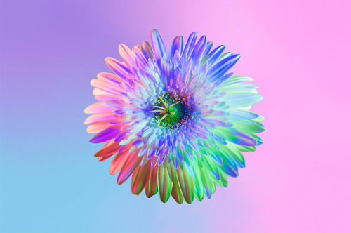 escapekit:  Neon Flowers Paris-based designer Claire Boscher shares beautiful images of neon flowers as part of photographic research she did on the theme of colourful flowers for a collaboration with Huawei. Claire chose to worked only with white flowers