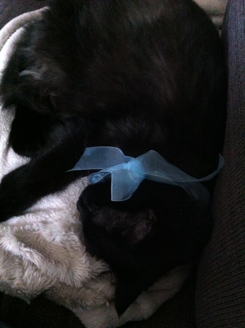 I decorated my kitty Shadow for Christmas, but she decided to nap instead (submitted by Seliphra~)