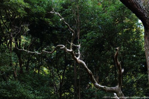 ‘21.11.3 手向山八幡宮、春日大社、中の禰宜道にてくねっ　くにくにっ　ぐね～　･･とか