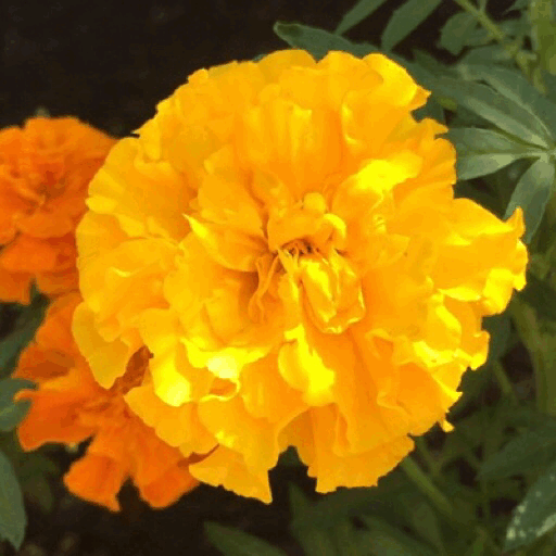 i have a plant in my plants. — marigolds in the sun. ☀️