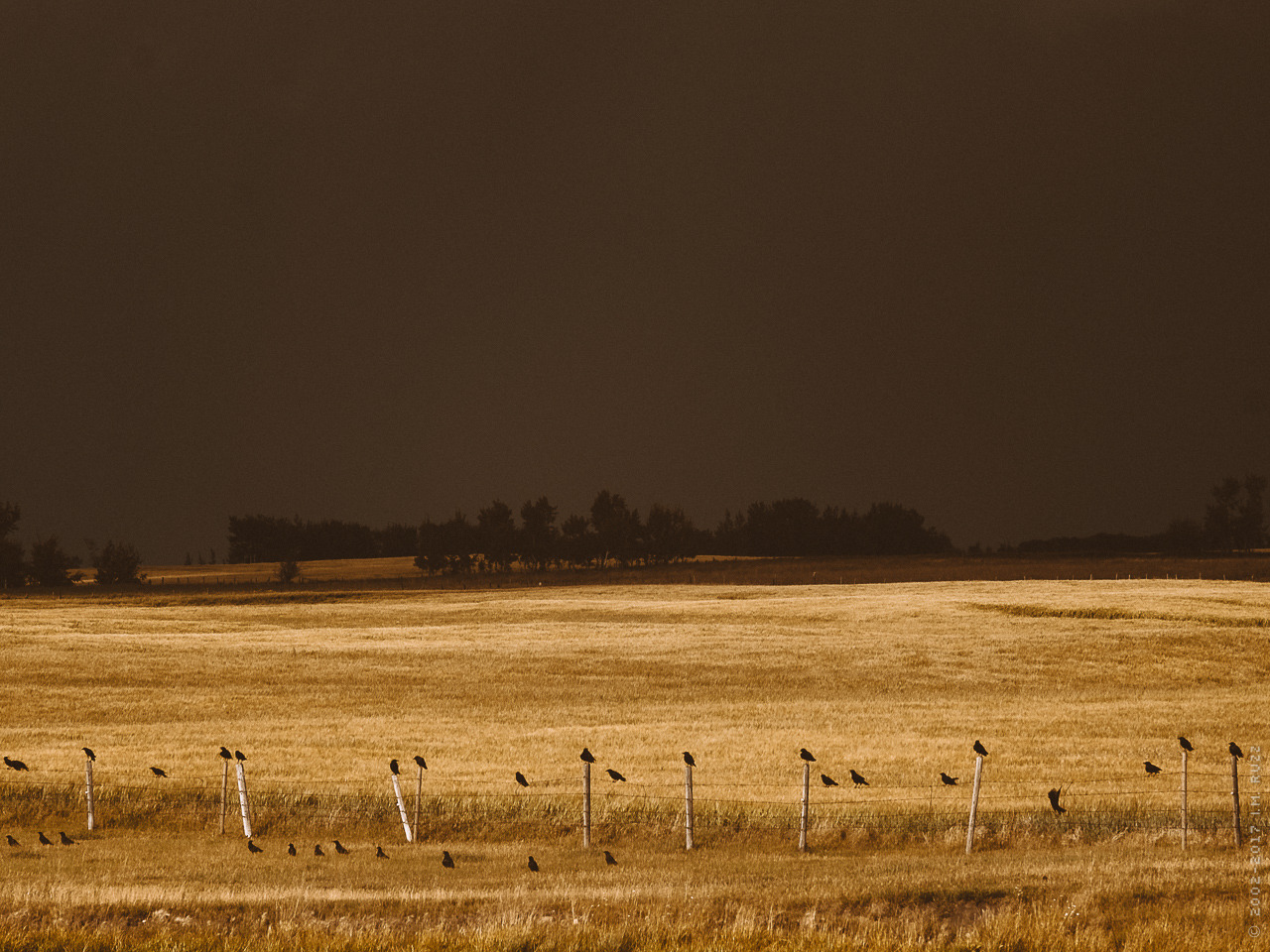 thisherelight: the fields are starting to turn gold.. are we ready for this?