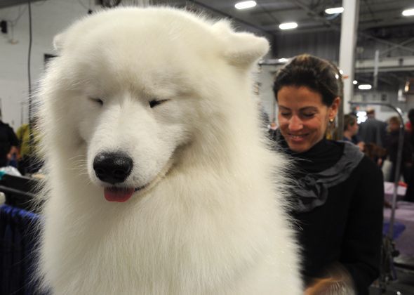 thecutestofthecute:  Breeder Amy Green laughs as her 3-year-old Samoyed, Bogey, who