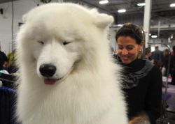 Thecutestofthecute:  Breeder Amy Green Laughs As Her 3-Year-Old Samoyed, Bogey, Who