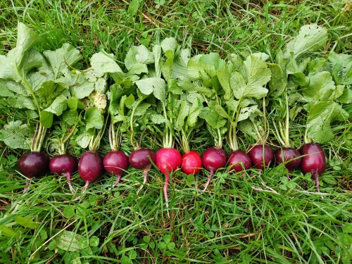 Malaga radishes are getting darker. A few of them are regular colored and you can easily tell the di
