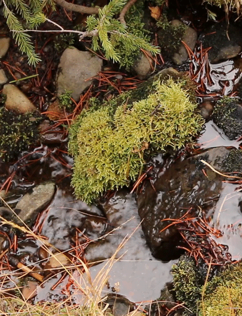 MOSS STIMBOARD For @thebina