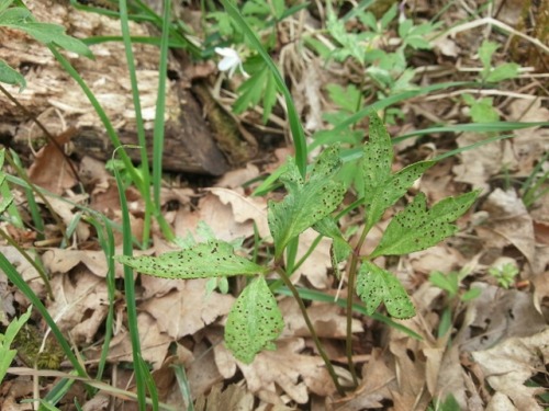 Tranzschelia fusca rust fungus producing teliospores on wood anemone (Anemone nemorosa).