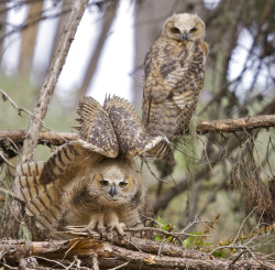 magicalnaturetour:  Great Horned Owlets (by flythebirdpath~}~}~} BACK HOME) 