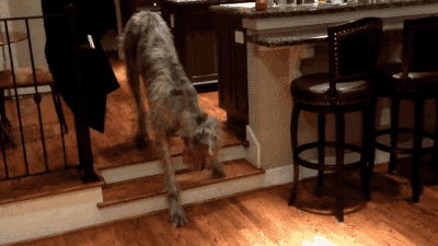 calicherusalka:  togifs:  Video: Irish Wolfhound Overcomes His Fear of Two Short