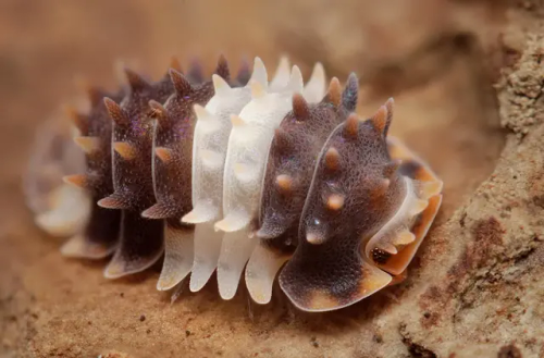 Today's Isopod Is Thai Spikey (Isopoda Sp.)