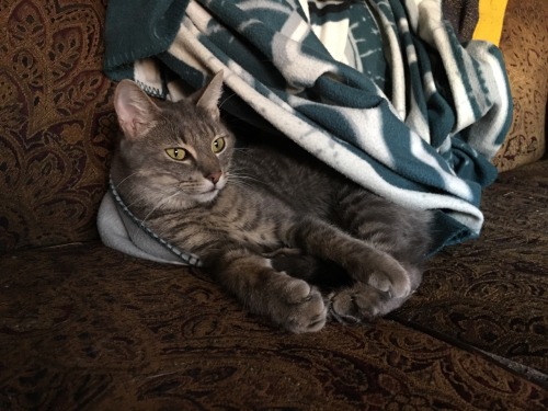 Comfiest cat. He wormed his way into the draped blanket haha.