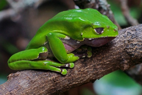 wapiti3:   Phyllomedusa sauvagii, commonly known as the waxy monkey tree frog, waxy monkey frog 