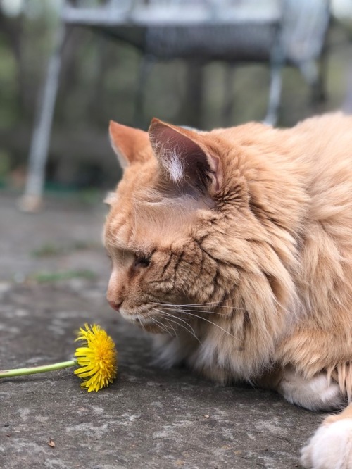 trash-mango: It’s dandelion season