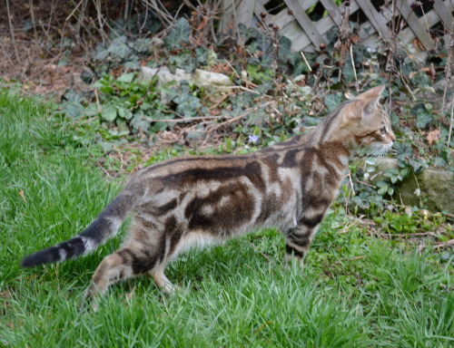 pangur-and-grim:pangur-and-grim:pangur-and-grim:Grim is an indoor cat, but in her kittenhood I would