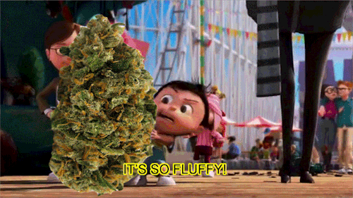 yung-miraculous:  Its So Fluffy!!! 