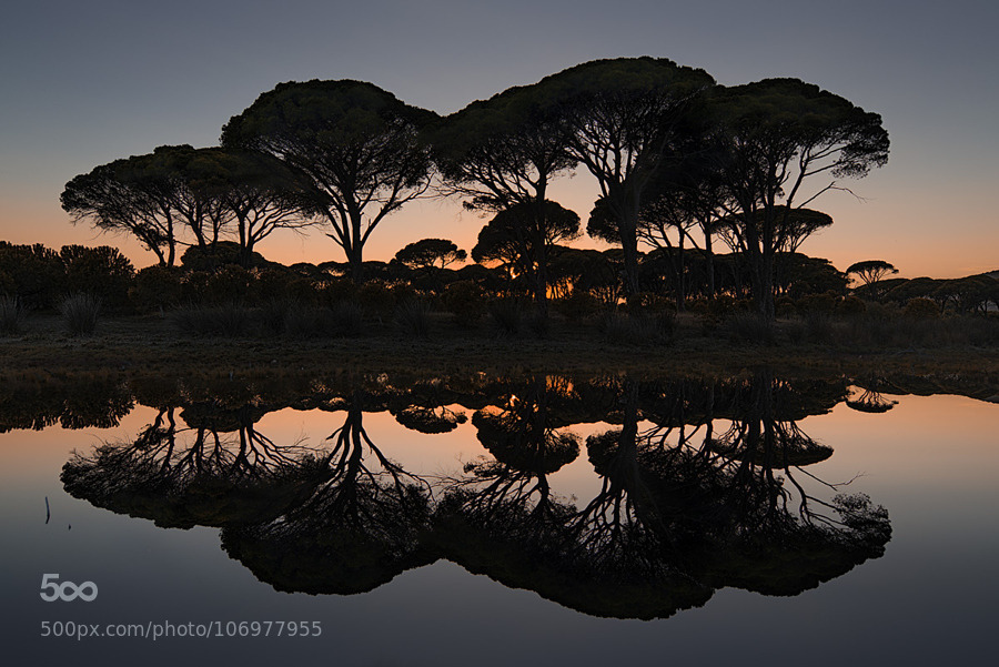 random-photos-x:  Forest of Strofilia by athanvas. (http://ift.tt/1EEHCSq)