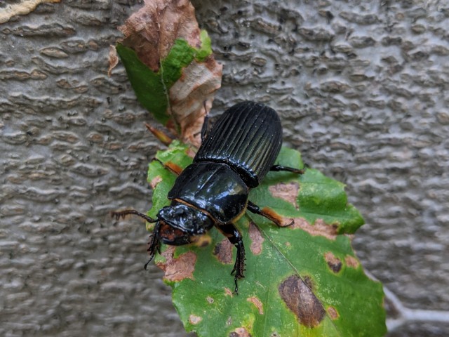a black bess beetle on a leaf