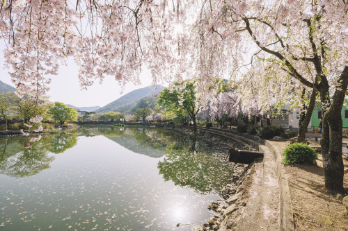 2022-04-10Spring, Cherry BlossomCanon EOS R3 + RF15-35mm f2.8L ISInstagram  |  hwantastic79vivid