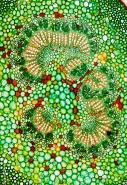 mflikes:  [nature] A snapshot of extremely vivid plant cells. 