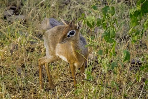 Dik-dikThe dik-dik is a dwarf antelope that lives in eastern and southern parts of Africa. Fully gro