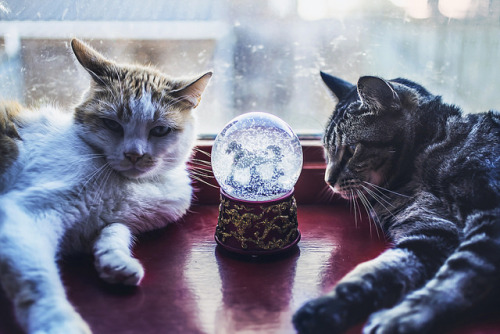 catycat21:The Snow Globe by Felicity Berkleef Photography on Flickr.