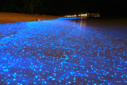 aboveaveragea:  Incredible stretch of a Maldives Islands beach covered in millions of bioluminescent phytoplankton (Photo by Will Ho) 