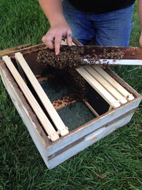 citadelbloodbeard:  While we’re on the subject of honeybees, I was recently visited by a swarm!I came home Tuesday to find a huge cloud of bees all around a magnolia tree by the garage. In less than an hour, they coalesced into a tight ball of bees