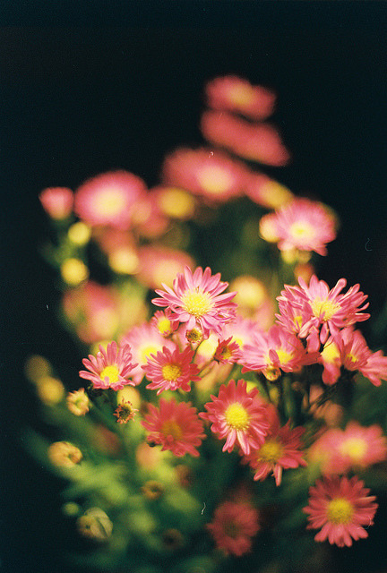 Tuesday Daisy on Flickr.
Via Flickr:
• Camera: Nikon FM
• Film: Fuji ProPlus 200
• Blog | Tumblr