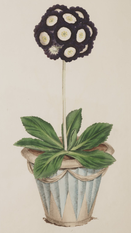 Redman’s Metropolitan; an Auricula. Plate XVI. 1791Engraved after an original by James Sowerby