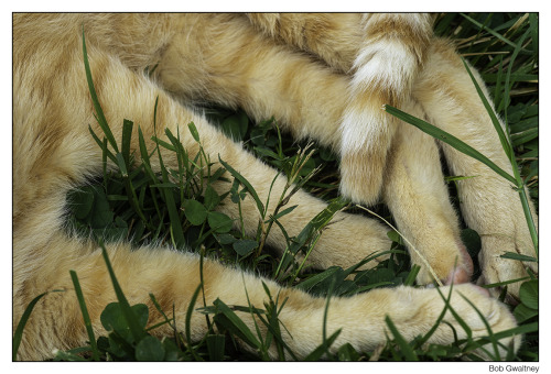 bobgwaltney:Cat Grass
