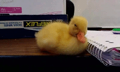 babyanimal-gifs:  (x) 